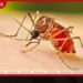 රට පුරා ඩෙංගු රෝගය සීඝ්රයෙන් ඉහළට