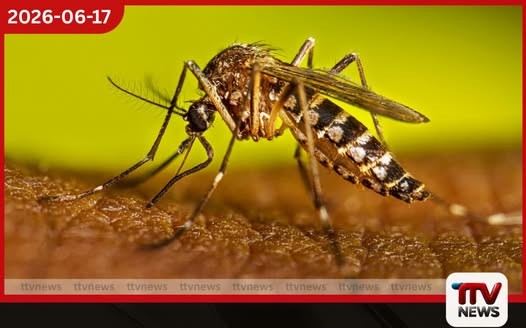 ලංකාවටම ඩෙංගු බෝ කරන්නේ මදුරු වර්ග දෙකක් පමණයි
