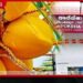 අපේක්ෂා රෝහලේ තැඹිලි දානයට නව නීති…