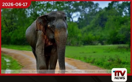 අලි-මිනිස් ගැටුම  පාලනය කිරීමට නව  ජාතික ක්‍රියාකාරි සැලැස්මක්