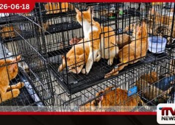 මස් කඩයට යවන්න සිටි බළලුන් 400කගේ ජීවිත වියට්නාම පොලීසිය බේරා ගනී