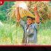 වැඩියෙන් කෑගසන්නේ වැඩියෙන් සොරකම් කළ අයයි