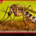 ඩෙංගු මරණ 27න්  21ක්ම කාන්තාවන් මදුරුවන් බෝ කළ ස්ථාන 2,000කට නීතිමය පියවර
