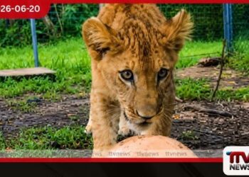 දෙහිවල සත්වෝද්යානයේ සිංහ පැටවුන් ළඟින් නැරඹීමට ඇති විශේෂ අවස්ථාව හෙටින් අවසන්