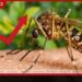 ලංකාවේ ඩෙංගු අවදානම ඉහළට