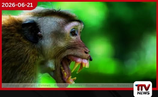 වනසත්ත්ව සංගණනයේ දත්ත තවමත් අභිරහසක්