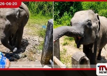 වන අලින්ට ආහාර ලබාදීම වරදක් දෙහිඅත්තකණ්ඩිය අධිකරණයෙන් රු. 80,000ක දඩයක්