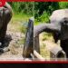 වන අලින්ට ආහාර ලබාදීම වරදක්  දෙහිඅත්තකණ්ඩිය අධිකරණයෙන්  රු. 80,000ක දඩයක්