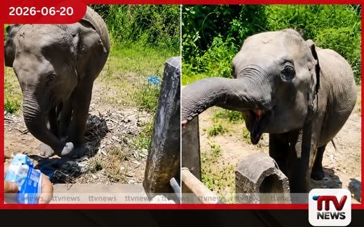 වන අලින්ට ආහාර ලබාදීම වරදක් දෙහිඅත්තකණ්ඩිය අධිකරණයෙන් රු. 80,000ක දඩයක්