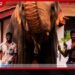 සංඛ රාජාගේ පහරදීමෙන් දිවි අහිමි වූ ඇත්ගොව්වා සහ සහායකයා