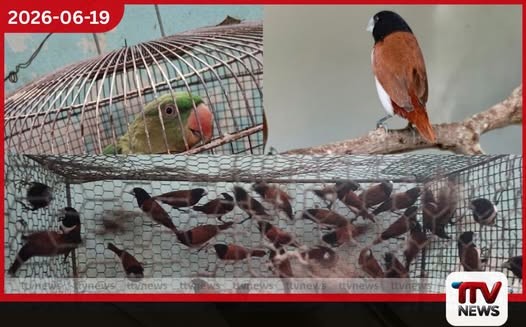 ආරක්ෂිත කුරුල්ලන් 60කට වඩා හිරකරගෙන විකිණූ රුවන්වැල්ලේ ව්යාපාරිකයාට උසාවියෙන් දඩ