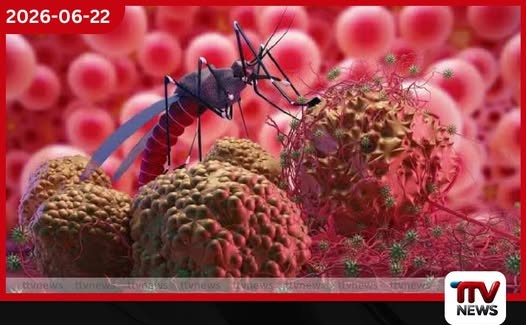 වසංගතයක් කරා ඇදෙන ඩෙංගු… කීට විද්යාඥයින්ගේ අනතුරු ඇඟවීම් නිලධාරීන් නොතකා හරියි!