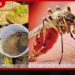 ඩෙංගු මදුරුවන් බෝ කළොත් නඩු මේ සතියේ පමණක් 76 දෙනෙකුට නීතියේ රැහැනට