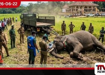 රක්වාන පෙරහැරේදී  ඇත්ගොව්වන් දෙදෙනෙකු පාගා මරා දැමූ  අලියා නිර්වින්දනය කර අල්ලා ගනී