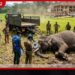රක්වාන පෙරහැරේදී  ඇත්ගොව්වන් දෙදෙනෙකු පාගා මරා දැමූ  අලියා නිර්වින්දනය කර අල්ලා ගනී