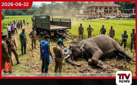 රක්වාන පෙරහැරේදී ඇත්ගොව්වන් දෙදෙනෙකු පාගා මරා දැමූ අලියා නිර්වින්දනය කර අල්ලා ගනී
