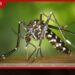 ඩෙංගු අවදානම ඉහළට