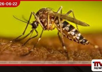 දිනකට ඩෙංගු රෝගීන් 700 ඉක්මවයි
