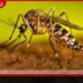 දිනකට ඩෙංගු රෝගීන්  700 ඉක්මවයි
