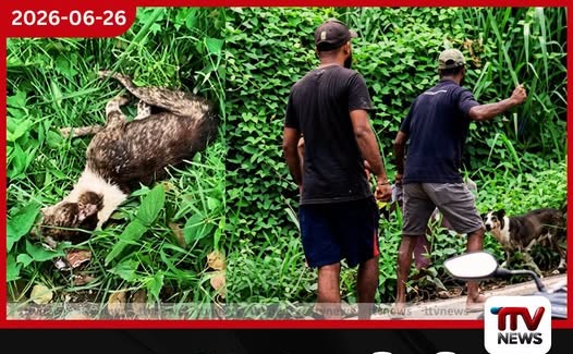ගහලා මරන එක නම් පව්… ගෙනිහිල්ලා දැම්මා නම් හරි!