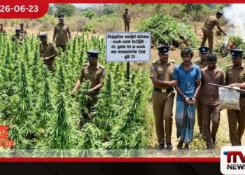 වැල්ලවායටම ගංජා බෙදූ  ජාවාරම්කරුවන් දෙදෙනා මහා පරිමාණ ගංජා හේන් දෙකක් සමඟ පොලිස් අත්අඩංගුවට!