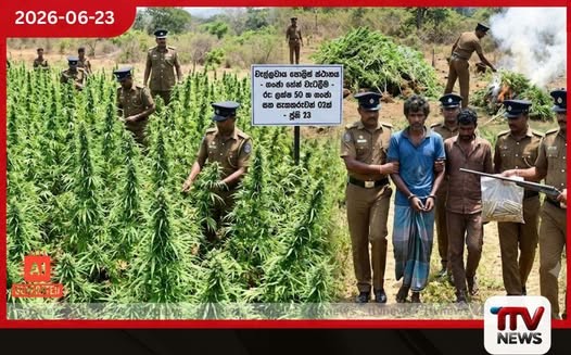 වැල්ලවායටම ගංජා බෙදූ ජාවාරම්කරුවන් දෙදෙනා මහා පරිමාණ ගංජා හේන් දෙකක් සමඟ පොලිස් අත්අඩංගුවට!