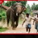 ආදරයෙන් බලාගත් අලියා පහරදීමෙන් ඇත්ගොව්වා සහ සහායකයා සදහටම දෑස් පියා ගනී!