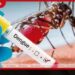 රට පුරා ඩෙංගු රෝගීන්  වාර්තාකරණය ඇනහිටියි