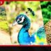 සත්ව සුබසාධන පනත් කෙටුම්පතට  අමාත්‍ය මණ්ඩල අනුමැතිය