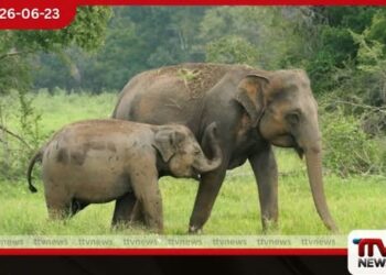 දුම්රියෙන් වන අලි බේරා ගැනීමට  ආරක්ෂිත පස් බැමි ඉදිකෙරේ!