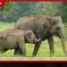 දුම්රියෙන් වන අලි බේරා ගැනීමට  ආරක්ෂිත පස් බැමි ඉදිකෙරේ!