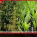 පොල් පැල සඳහා නව රක්ෂණ ක්රමයක් හඳුන්වා දෙයි