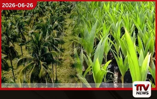 පොල් පැල සඳහා නව රක්ෂණ ක්රමයක් හඳුන්වා දෙයි