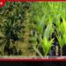 පොල් වගාවට නව රක්ෂණ රැකවරණයක්
