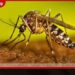 ඩෙංගු අධි අවදානම් සෞඛ්ය වෛද්ය නිලධාරි කොට්ඨාස 124 දක්වා ඉහළට