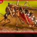 2026 උසස් පෙළ විභාගය සැලසුම් කළ පරිදි අගෝස්තු 10 වැනිදා