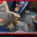 පොසොන් වන්දනාවේ ගිය දුම්රිය කසළ ගොඩක් වෙලා…