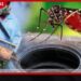 ජාතික ඩෙංගු මර්දන ඒකකයෙන් අනතුරු ඇඟවීමක්… රටම අවදානමේ!