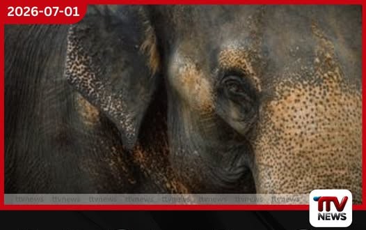 මැණික්හින්නේ මුතු අලියා මීට කලින් තුන් දෙනෙක්වත් පහරදීල මරලා!