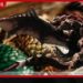 මකර බිත්තර 3ක් ඉහළ මිලකට විකිණීමට සැරසෙයි…
