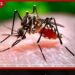 පැය 24ක් තුළ ඩෙංගු රෝගීන් 1,025ක්