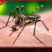 පැය 24 තුළ  ඩෙංගු රෝගීන් 1,025ක්