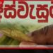 අස්වැසුම වැඩිහිටි දීමනාව අද බැංකු ගිණුම්වලට