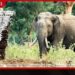 දිස්ත්රික්ක 19ක පවතින අලි-මිනිස් ගැටුම නතර කරන්න මාස 3න් ජාතික සැලැස්මක්