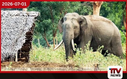 දිස්ත්රික්ක 19ක පවතින අලි-මිනිස් ගැටුම නතර කරන්න මාස 3න් ජාතික සැලැස්මක්