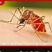 ශ්‍රී ලංකාවෙන් වාර්තා වන  සමස්ත ඩෙංගු රෝගීන් සංඛ්‍යාව  61,000 ඉක්මවයි