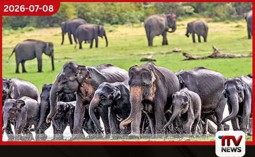 මිනිස්-අලි ගැටුම අවම කිරීමට නව වාසස්ථාන පොහොසත් කිරීමේ ජාතික වැඩසටහනක්