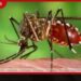 ඩෙංගු ව්‍යාප්තියේ දැඩි අවදානමක්  ජූලි මස දින 5කදී  රෝගීන් 5,663ක්