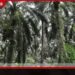 තෙල් මිල ඉහළ යාම සහ තරඟකාරී වෙළඳපල සාධක හමුවේ පාම් තෙල් මිල ගණන් ඉහළට