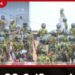 මීගමුව බන්ධනාගාරයේ  උණුසුම් තත්ත්වයක්  ගැටුමෙන් තුවාල ලැබූවන් රෝහලට
